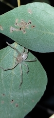 Olios sericeus