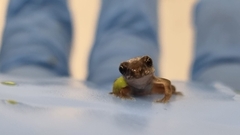 Rana temporaria