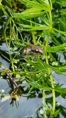 Rana temporaria