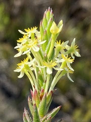 Struthiola rigida