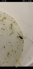Rana temporaria