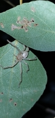 Olios sericeus