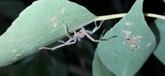Olios sericeus