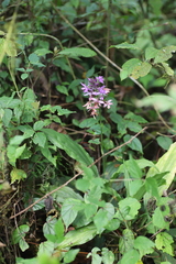 Calanthe sylvatica image