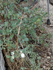 Symphoricarpos rotundifolius parishii