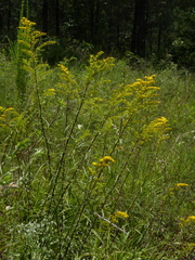 Solidago pinetorum