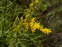 Solidago pinetorum