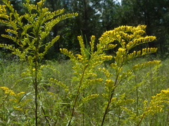 Solidago pinetorum