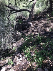 Sonorella rinconensis