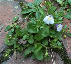 Mazus pumilus