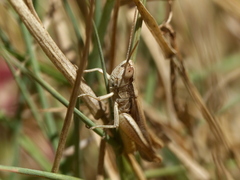 Euchorthippus albolineatus