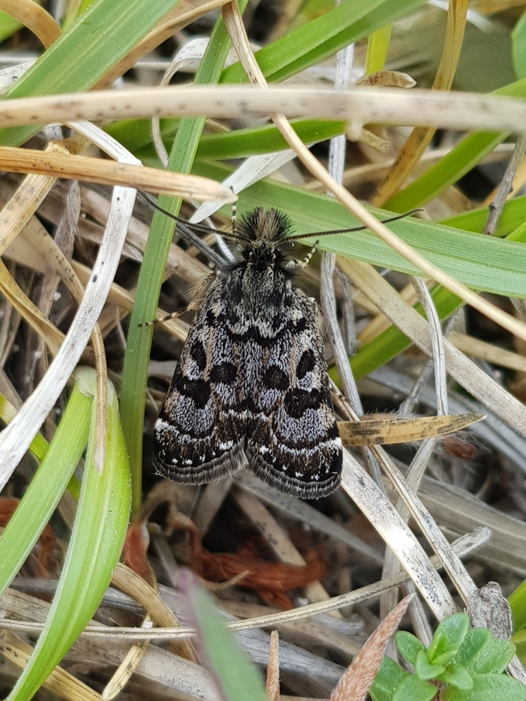 Catharia simplonialis