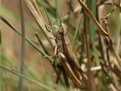 Euchorthippus albolineatus