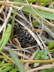 Catharia simplonialis