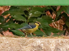 Cyanistes teneriffae