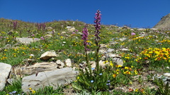 Pedicularis rostratospicata