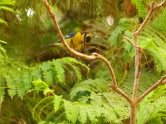 Cyanistes teneriffae