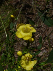 Aureolaria virginica