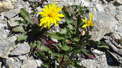Scorzoneroides montana