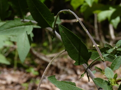 Aureolaria virginica
