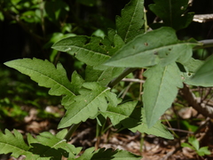 Aureolaria virginica