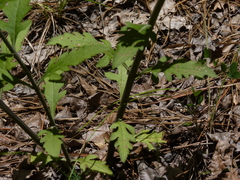 Aureolaria virginica