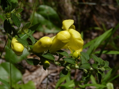 Aureolaria virginica