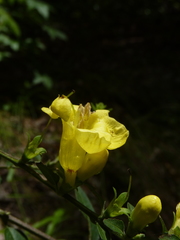 Aureolaria virginica