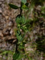 Aureolaria virginica