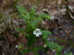 Mecardonia acuminata acuminata