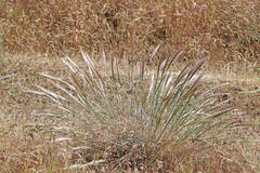 Elymus scribneri