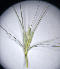 Elymus scribneri