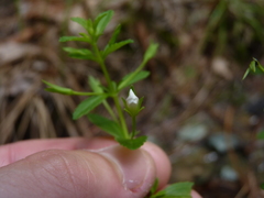 Mecardonia acuminata acuminata