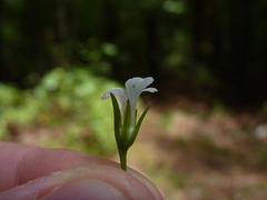 Mecardonia acuminata acuminata