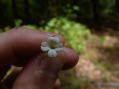 Mecardonia acuminata acuminata