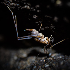 Euhadenoecus puteanus