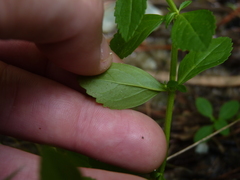 Mecardonia acuminata acuminata