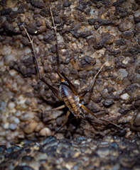 Euhadenoecus puteanus