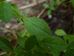 Mecardonia acuminata acuminata