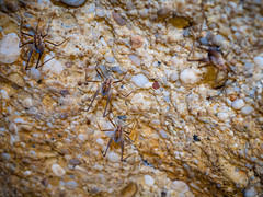 Euhadenoecus puteanus