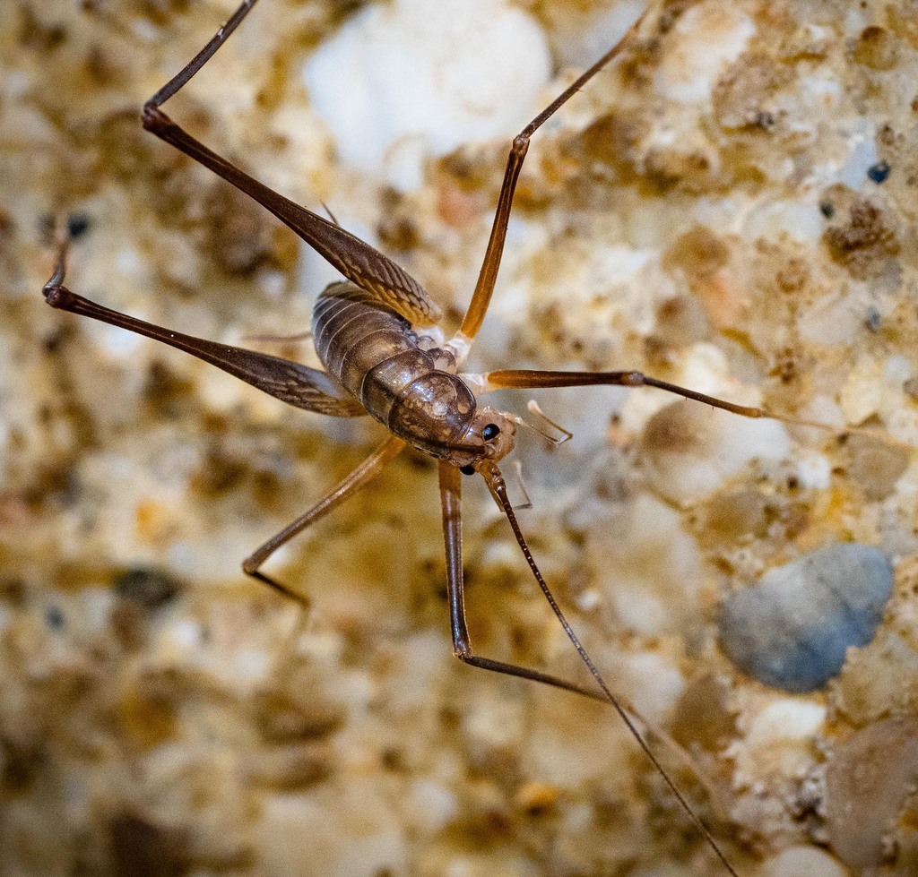 Appalachian Crevice Crickets