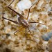 Appalachian Crevice Crickets - Photo (c) Erik Danielsen, some rights reserved (CC BY-NC), uploaded by Erik Danielsen