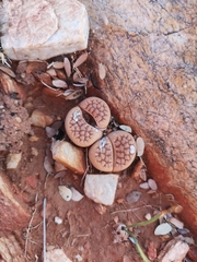 Lithops hookeri