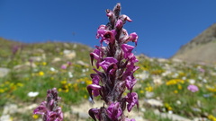 Pedicularis rostratospicata