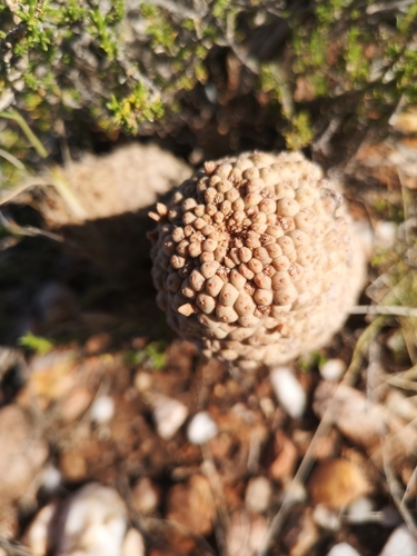 Image of Larryleachia marlothii by (c) Ricus Nel, some rights reserved (CC BY)