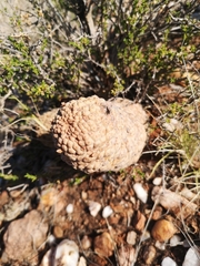 Larryleachia marlothii