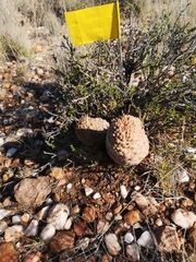 Larryleachia marlothii