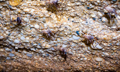 Euhadenoecus puteanus