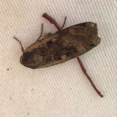 Noctua pronuba