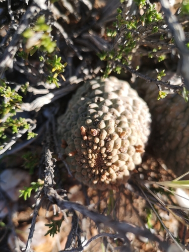 Image of Larryleachia marlothii by (c) Ricus Nel, some rights reserved (CC BY)